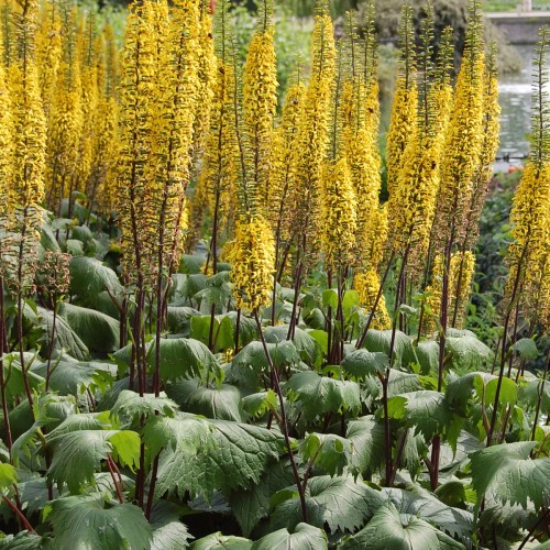 Ligularia stenocephala 'The Rocket' - Sale kobarpea 'The Rocket'